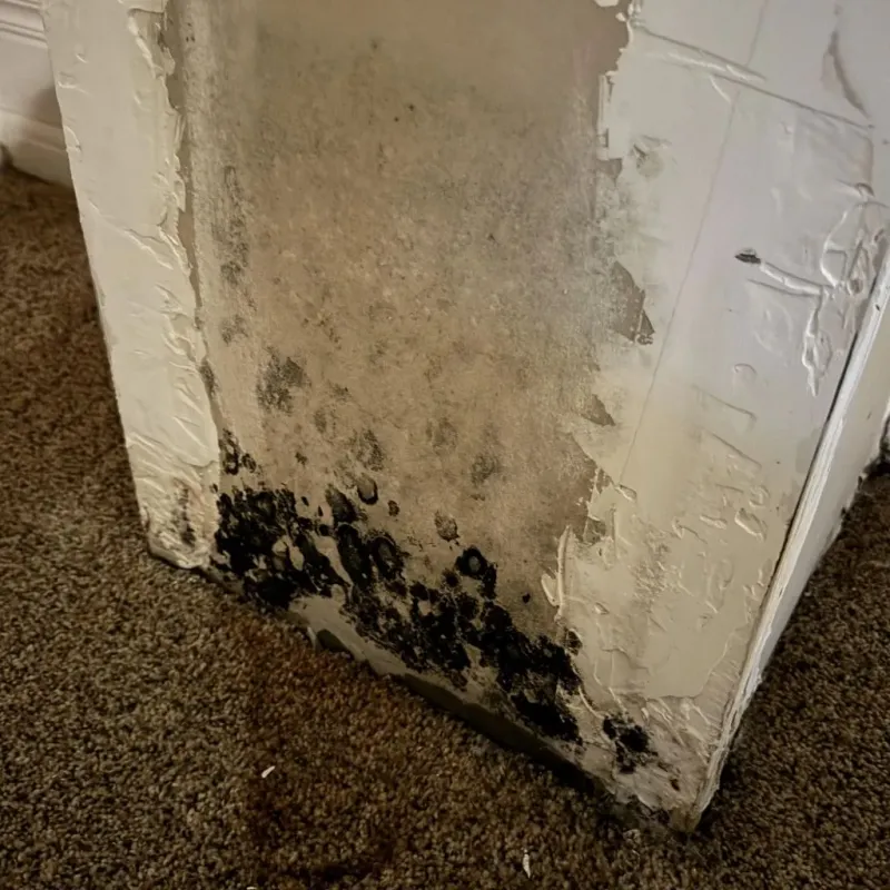 Professional Mold Removal in Big Pine, CA